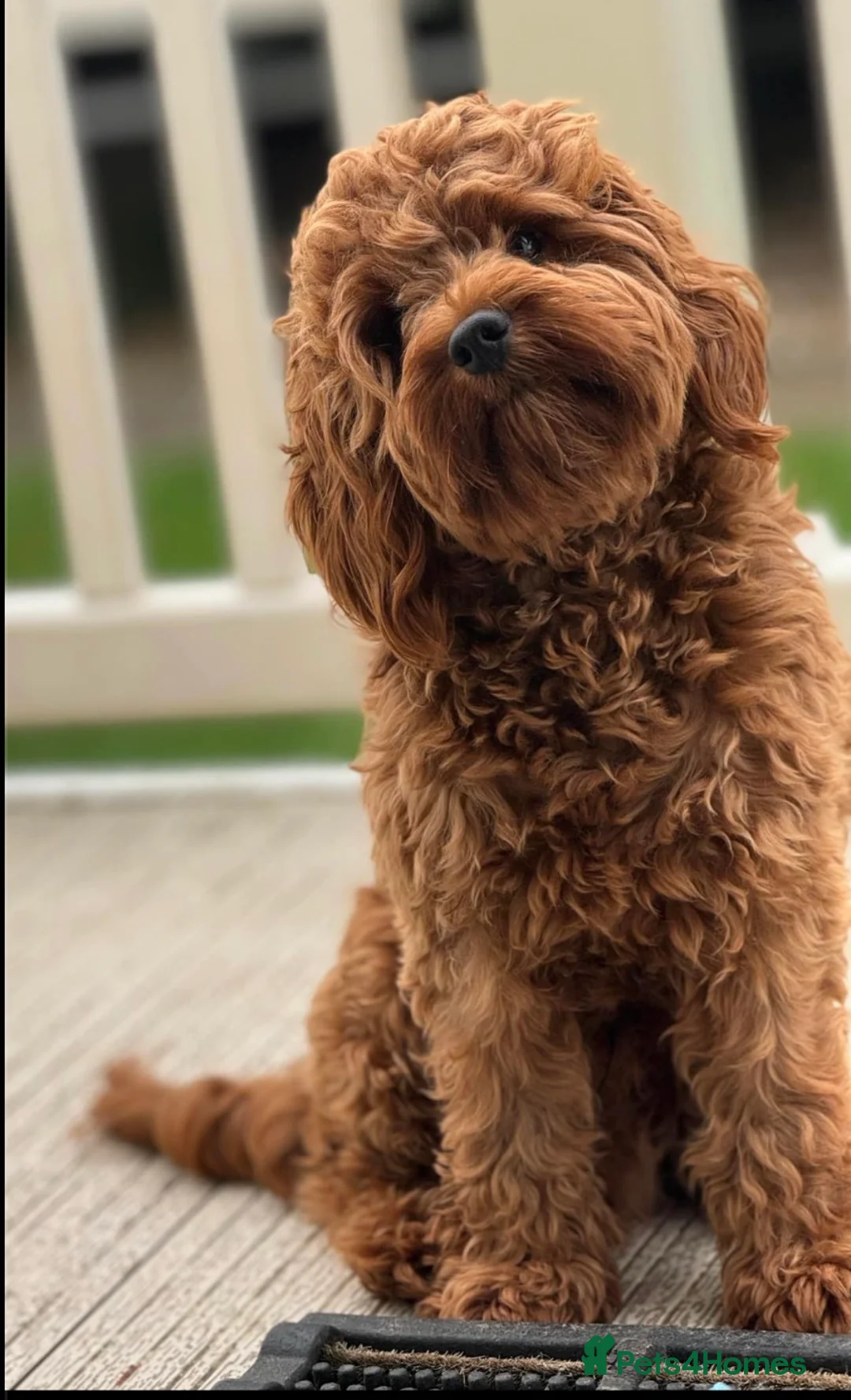 Cavapoo dogs for sale: One Male ready to leave now   - Advert 2