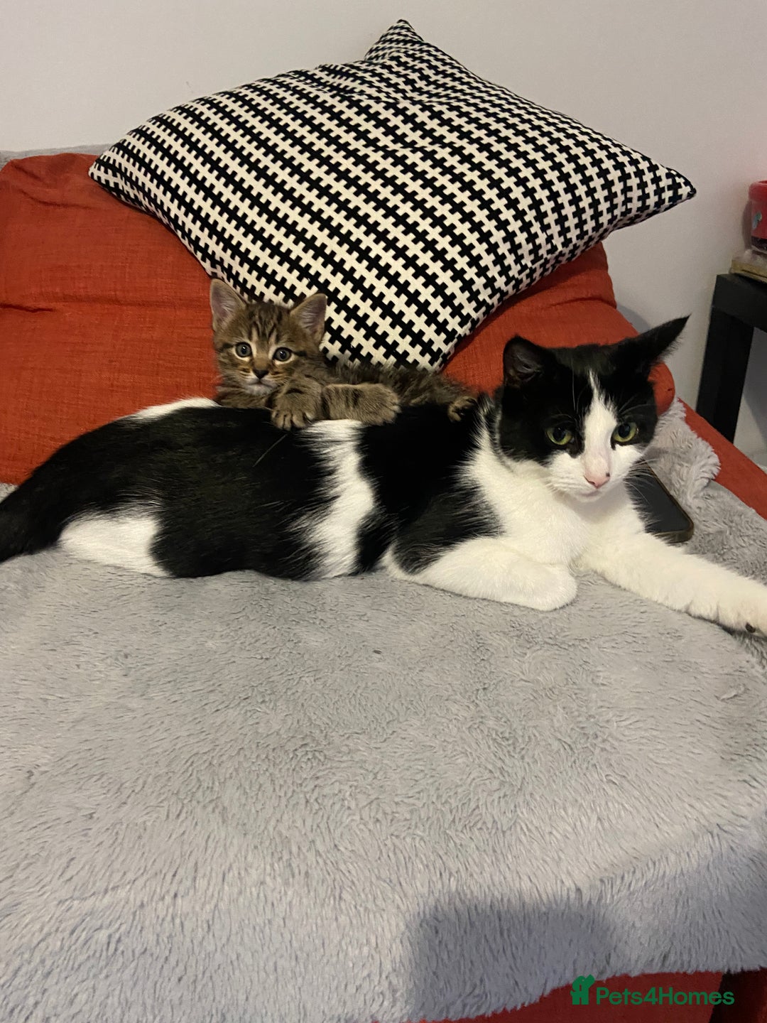 European cats for sale: Little Tabby Boy Looking for His Forever Home❤️ - Advert 5