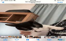 Mixed Breed cats for adoption: OSCAR - THE KISSER !!CANNOT HELP HIMSELF 2B CUDDLY - Image 4