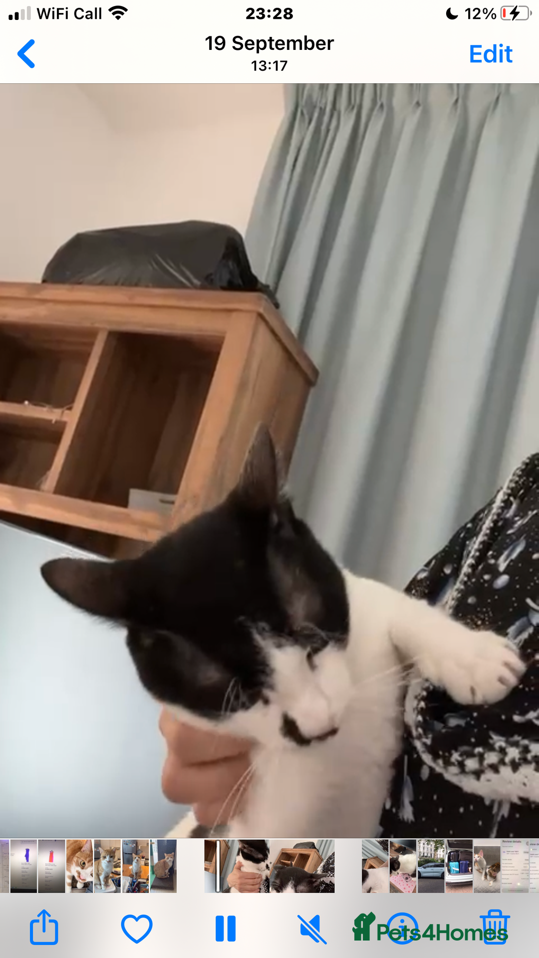 Mixed Breed cats for adoption: OSCAR - THE KISSER !!CANNOT HELP HIMSELF 2B CUDDLY - Image 4