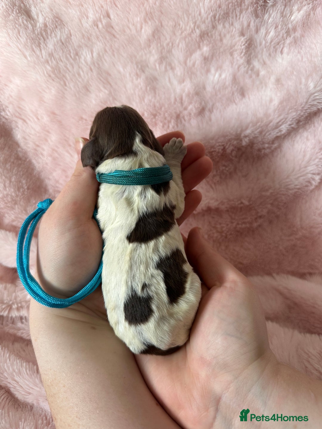 Cocker Spaniel dogs for sale: Cocker Spaniel Pups - Solid & Roan - Farlavale - Advert 1