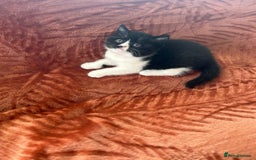 British Shorthair cats for sale: Amazing BSH Kittens  - Image 12