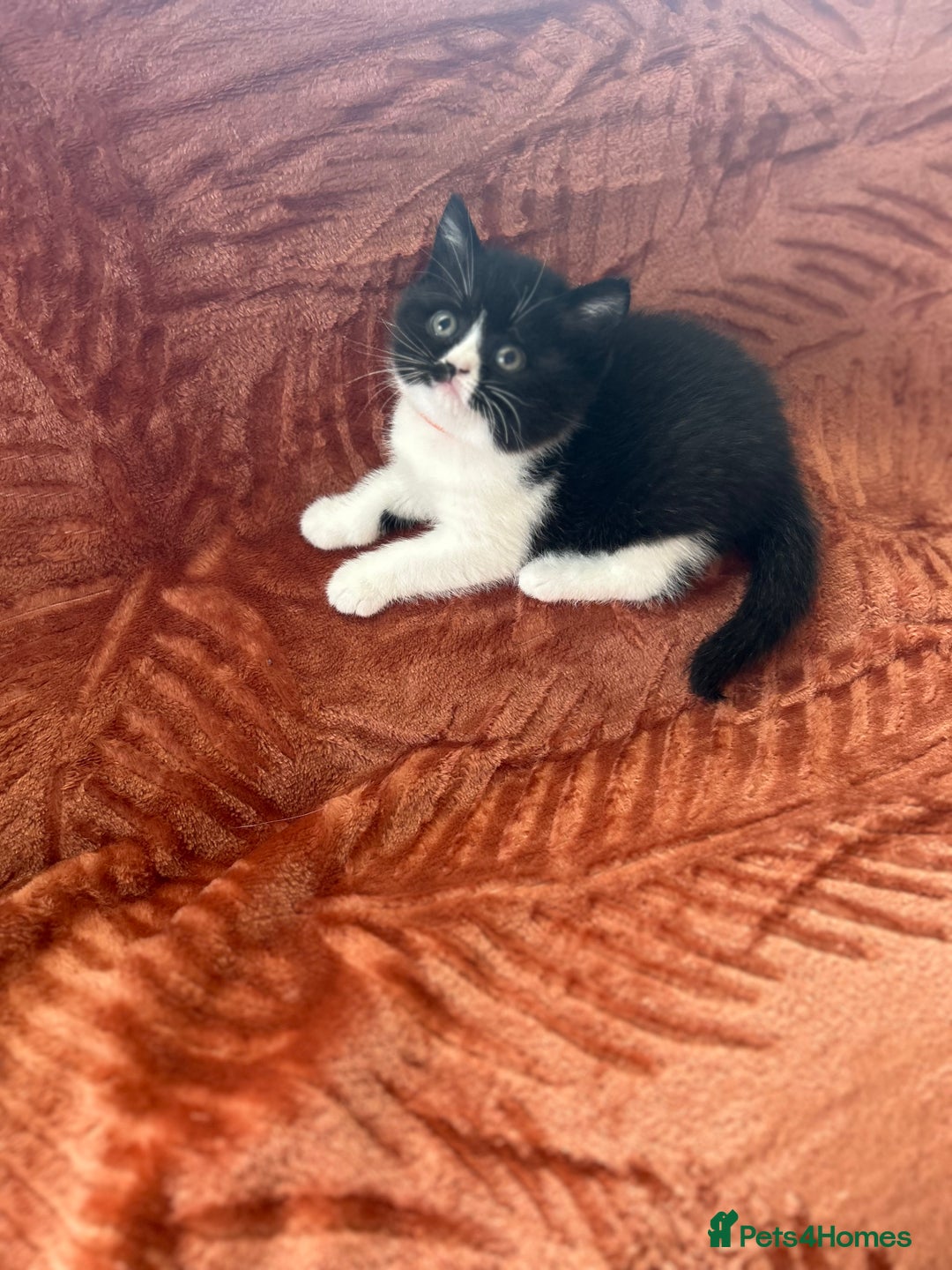 British Shorthair cats for sale: Amazing BSH Kittens  - Image 12