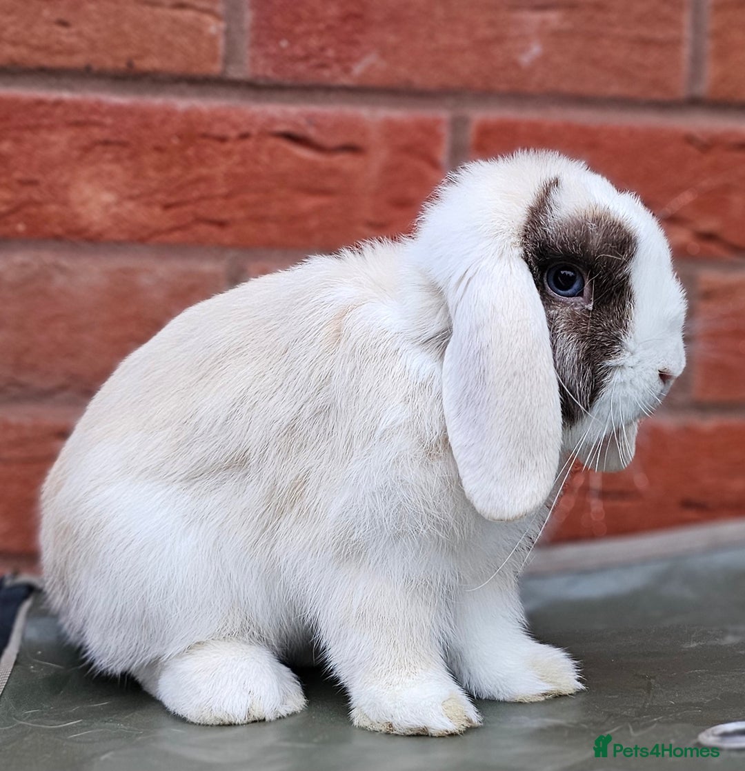 Mini Lop rabbits for sale: Mini Lop Buck  - Image 3