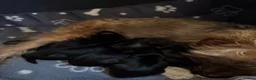 Yorkshire Terrier dogs for sale: Yorkshire Terrier Puppies 10 Weeks  - Advert 6