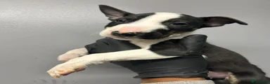 English Bull Terrier 3