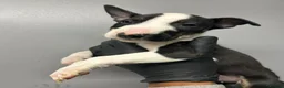 English Bull Terrier dogs for sale: Ready to leave now  - Advert 21