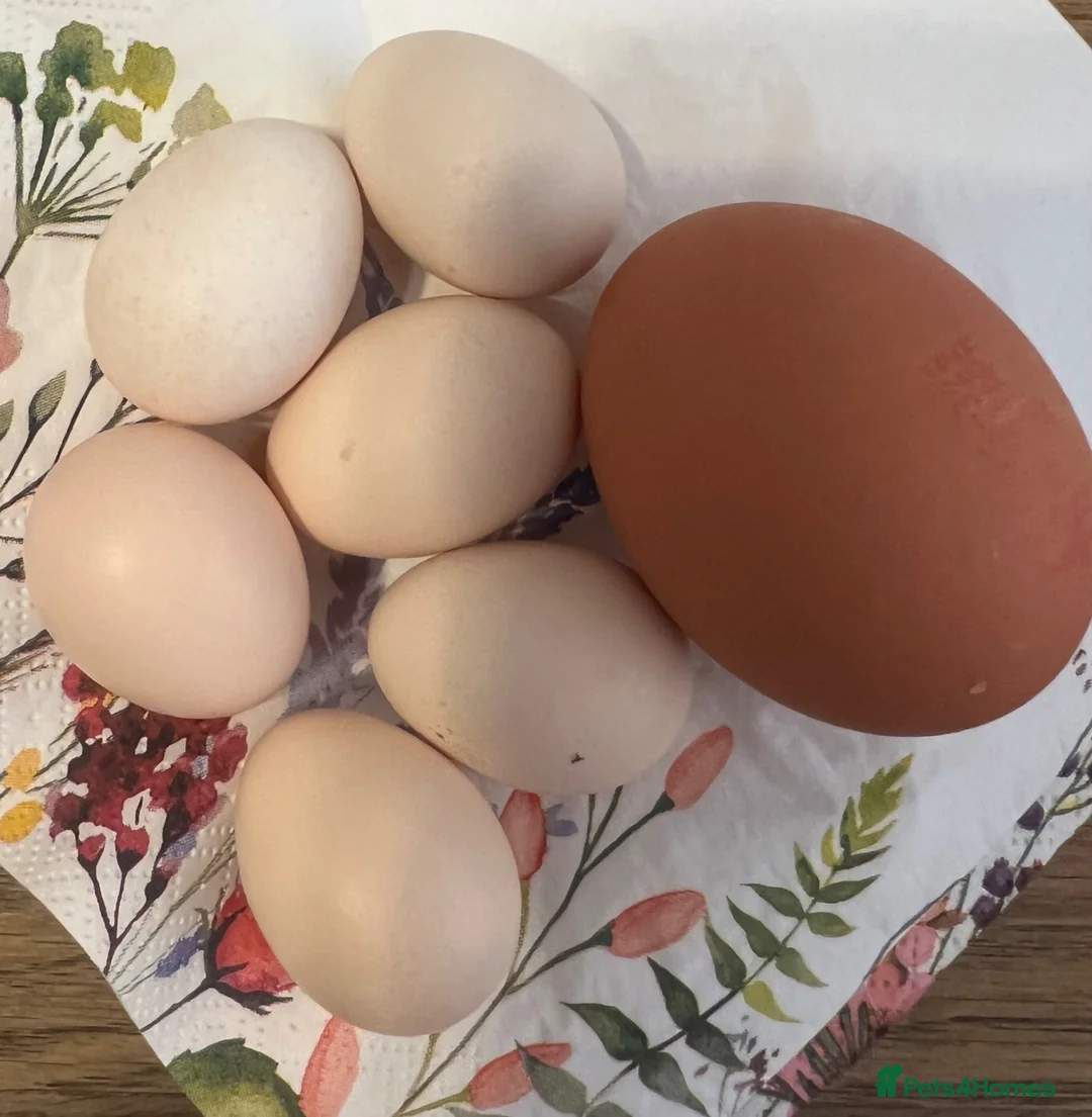 Hens poultry for sale: Tiny silkied serama hatching eggs in Leicester - Advert 6
