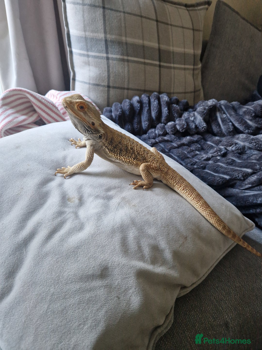 Bearded Dragon reptiles for sale: Bearded Dragon for sale - Image 2