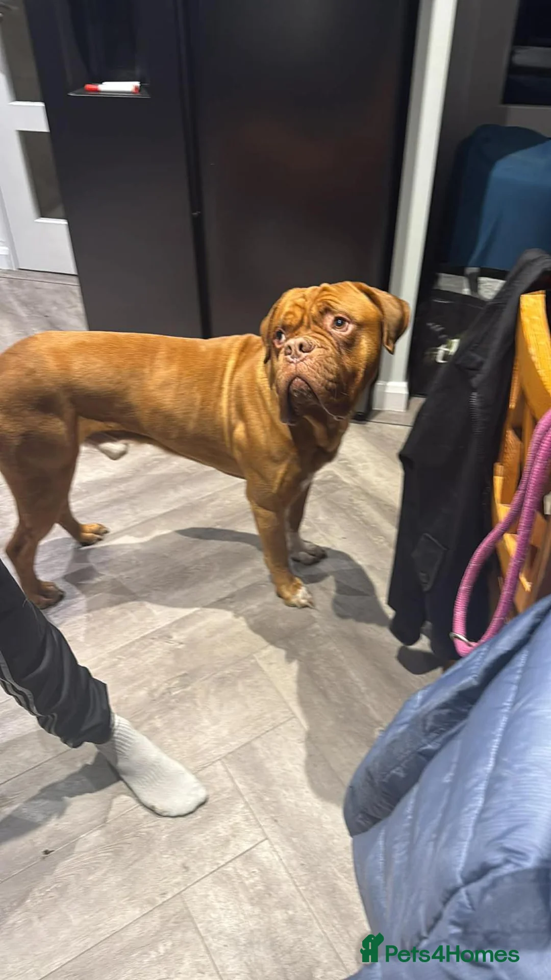 Dogue De Bordeaux dogs for sale: Dogue de bordeux - Advert 1