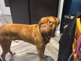 Dogue De Bordeaux dogs Dogue de bordeux - Advert 3