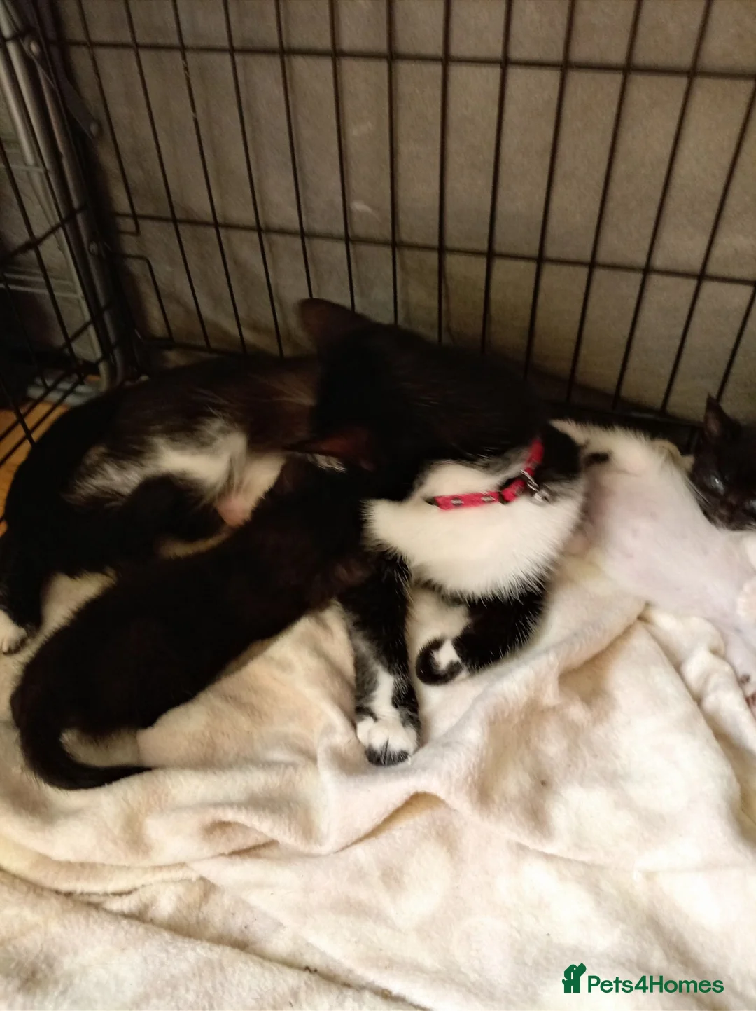 Mixed Breed cats for sale: Kay mcdonald - Advert 2