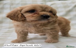 Cavapoo dogs for sale: SWEETEST CAVAPOO PUPPIES  - Image 6