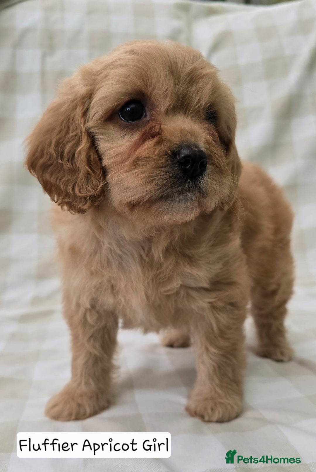 Cavapoo dogs for sale: SWEETEST CAVAPOO PUPPIES  - Image 6