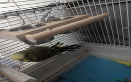 Budgerigars birds for sale: Male and female budgies  - Image 2