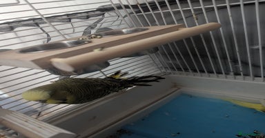 Budgerigars birds - Advert 9