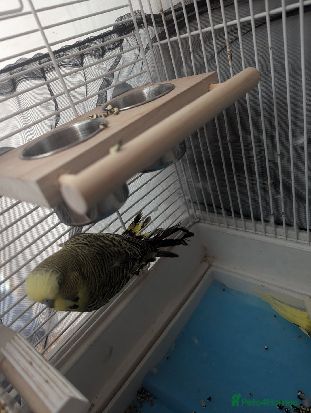 Budgerigars birds for sale: Male and female budgies  - Image 2
