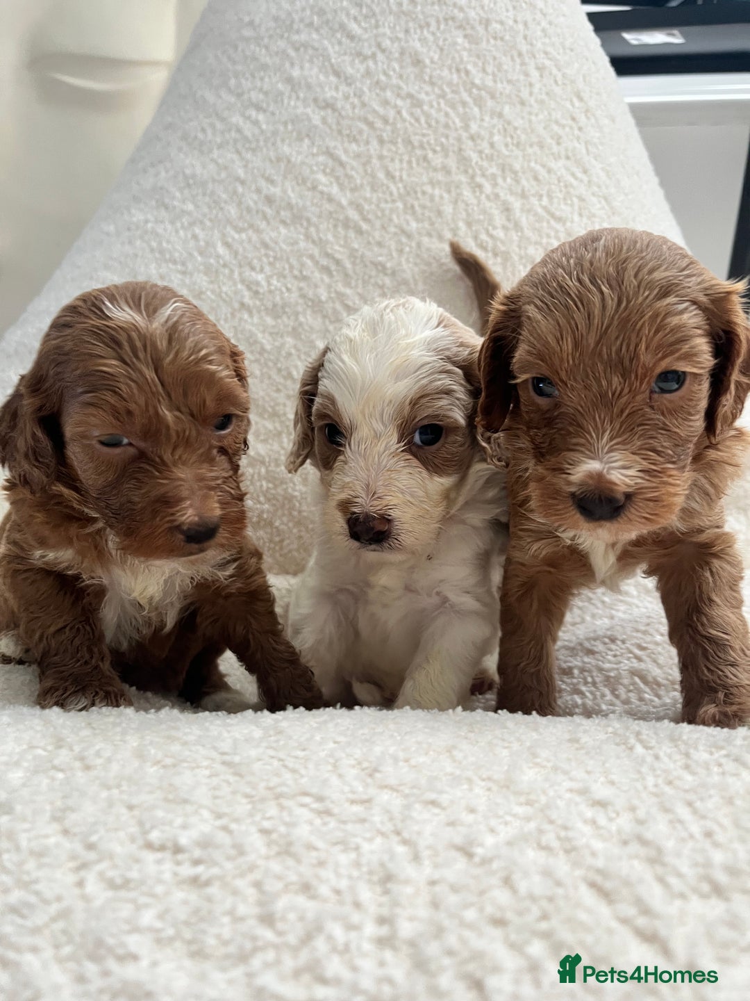 Australian Labradoodle dogs for sale: Absolutely Stunning Australian Labradoodle Puppies - Advert 7