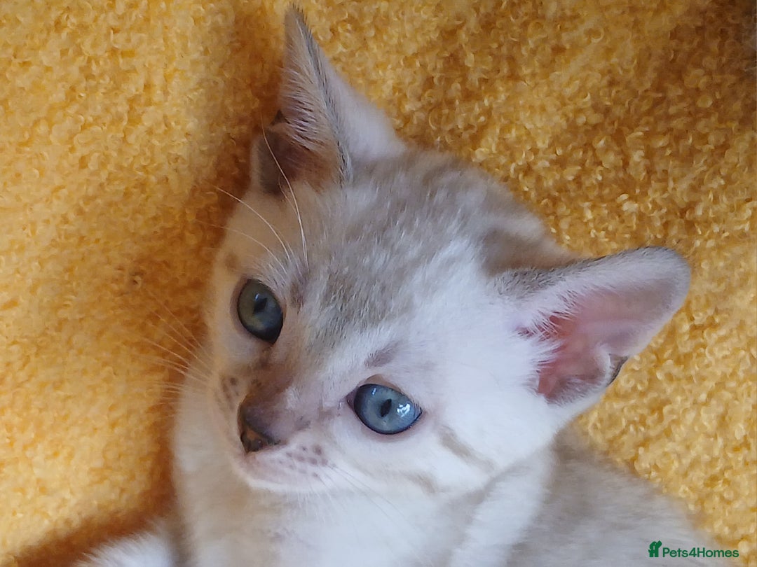 Bengal cats for sale: TICA Family-raised Bengal Kittens Vet Checked - Image 28