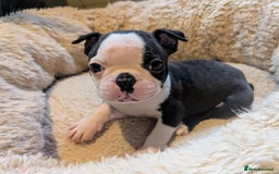 Boston Terrier dogs for sale: Adorable KC reg Boston Terrier Puppies - Image 17