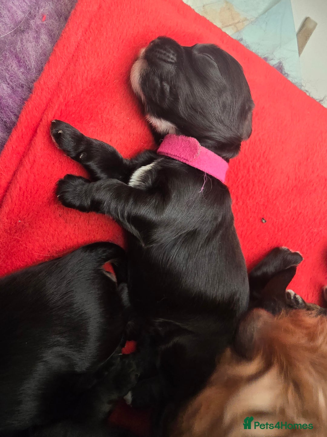 Cockapoo dogs for sale: Stunning American Cockapoos  - Image 19