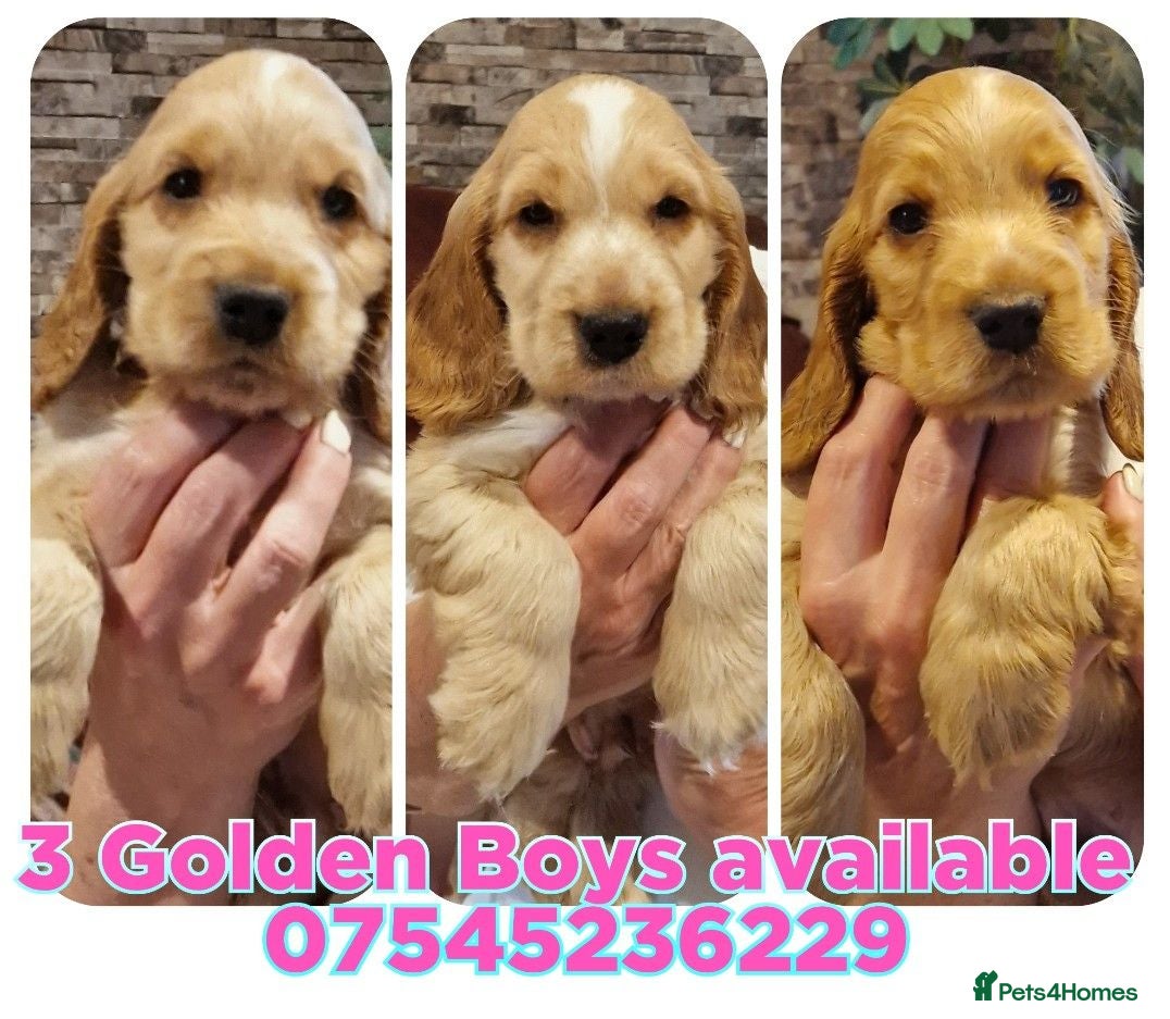 Cocker Spaniel dogs KC, 3 Golden Show Cockers puppies available - Advert 15