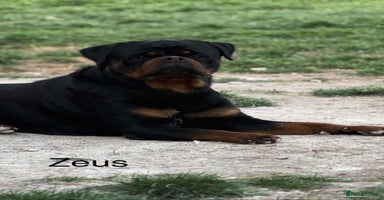 Rottweiler dogs Top Quality KC Health Tested Rottweiler Puppies  - Advert 2