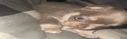 Chihuahua dogs for sale: Long haired chihuahua pup 🐶 - Advert 3