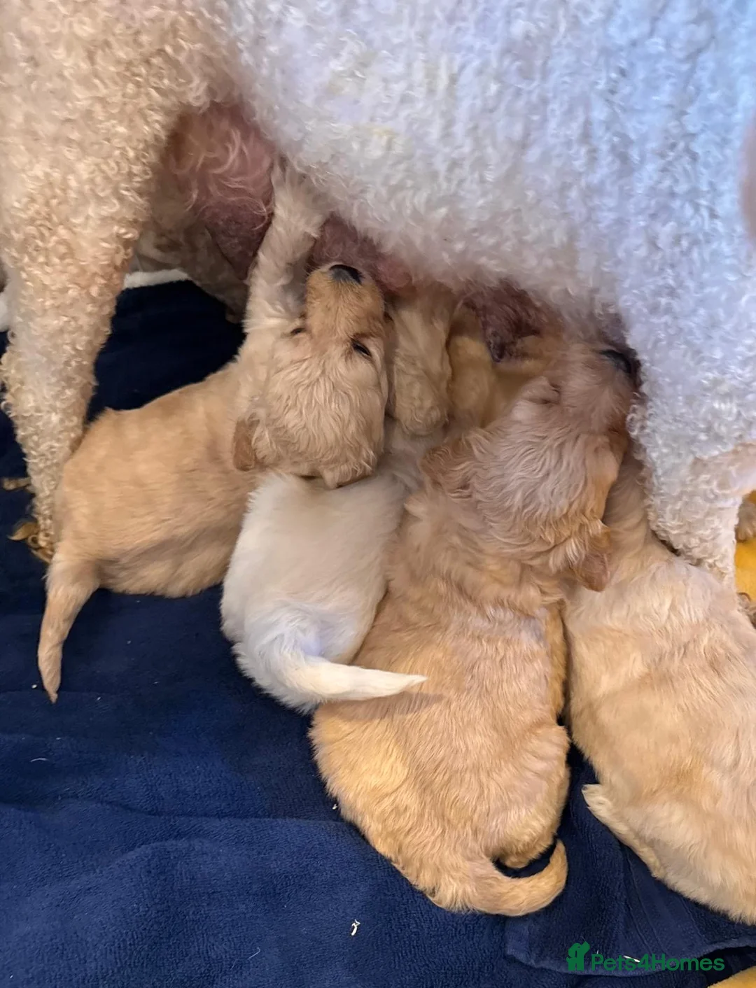 Goldendoodle dogs for sale: STUNNING GOLDEN DOODLES in Glasgow - Advert 2