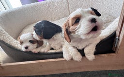 Cavalier King Charles Spaniel dogs for sale: Cavalier Pups – 0.10% COI, Health Tested, KC Reg - Image 1