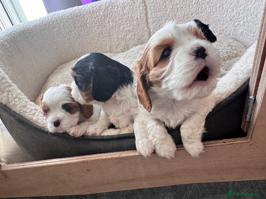 Cavalier King Charles Spaniel dogs for sale: Cavalier Pups – 0.10% COI, Health Tested, KC Reg - Image 1