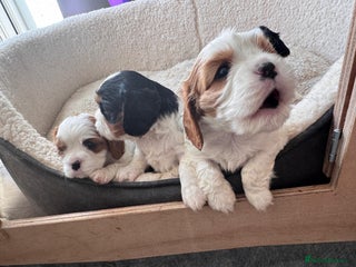 Cavalier King Charles Spaniel dogs - Advert 31