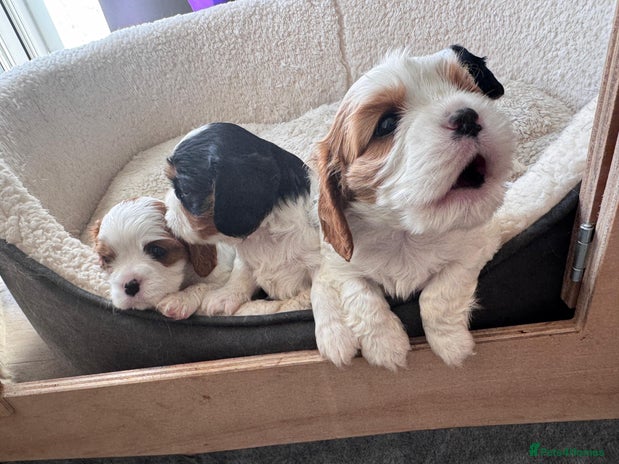 Cavalier King Charles Spaniel dogs - Advert 14