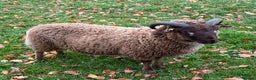 Sheep livestock for sale: Shetland Ram Moorit Gulmoget Registered - Advert 2