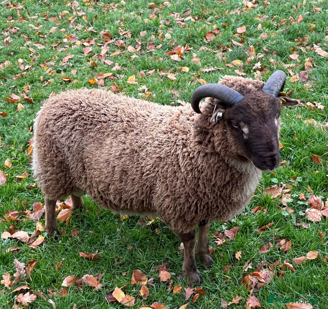 Sheep livestock for sale: Shetland Ram Moorit Gulmoget Registered - Advert 2