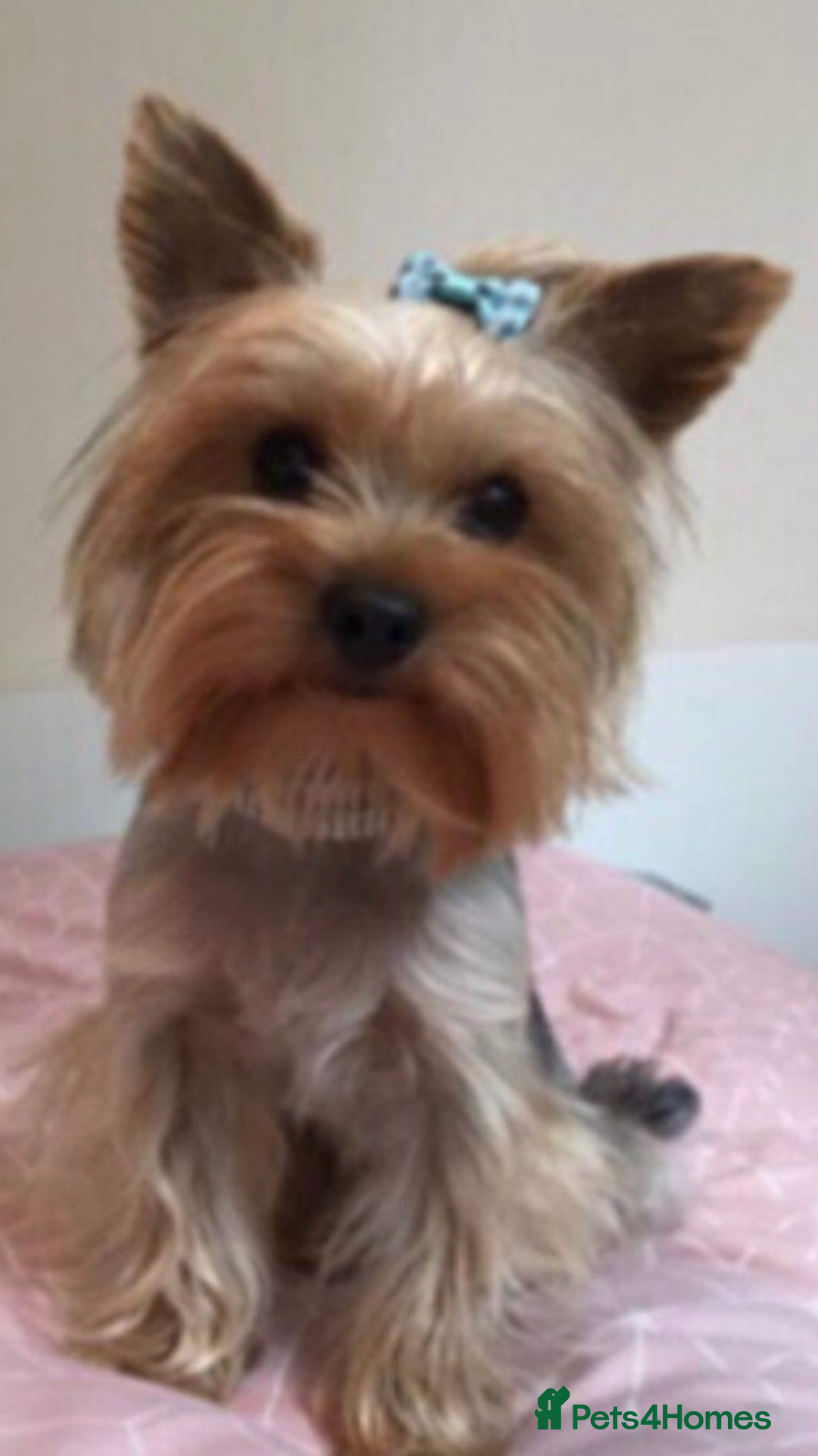 Yorkshire Terrier dogs for sale: Yorkshire Terrier  - Image 6