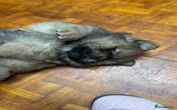 Chow Chow dogs for sale: Puppies looking for new home - Image 32