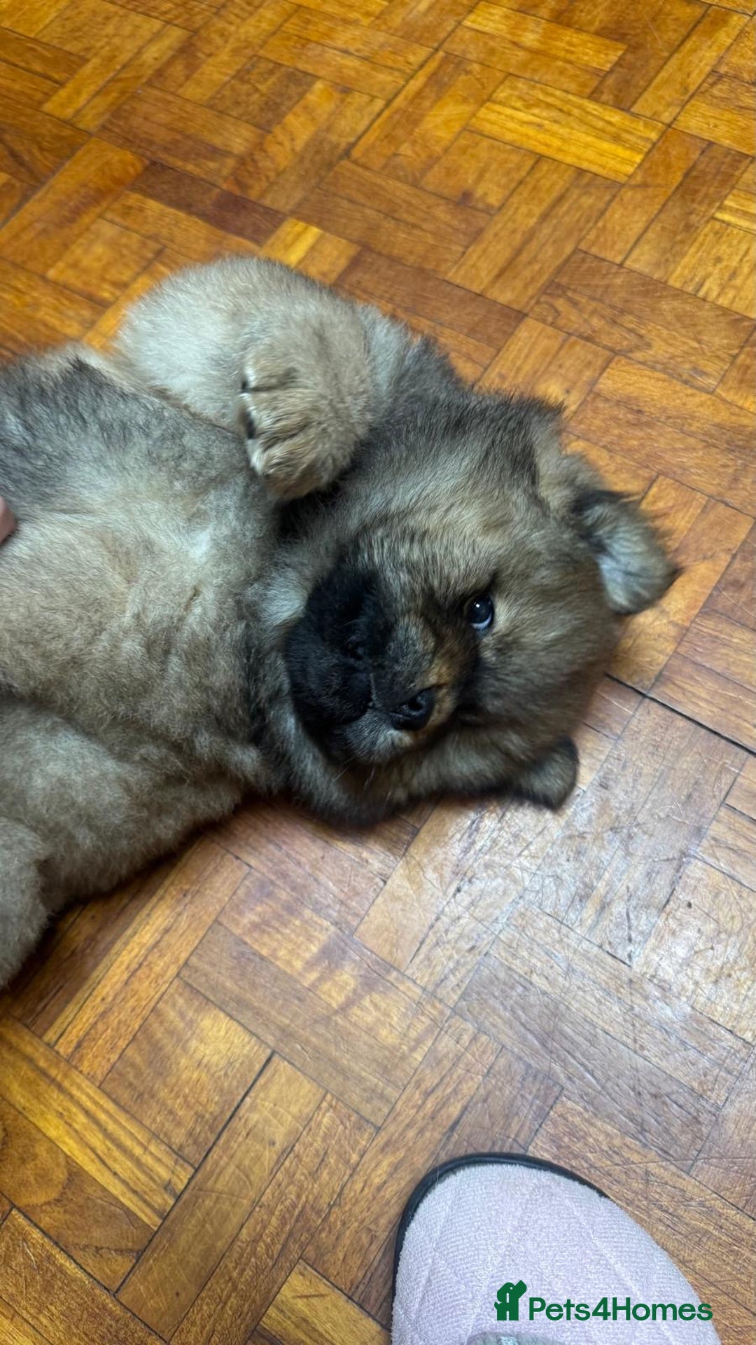 Chow Chow dogs for sale: Puppies looking for new home - Image 32