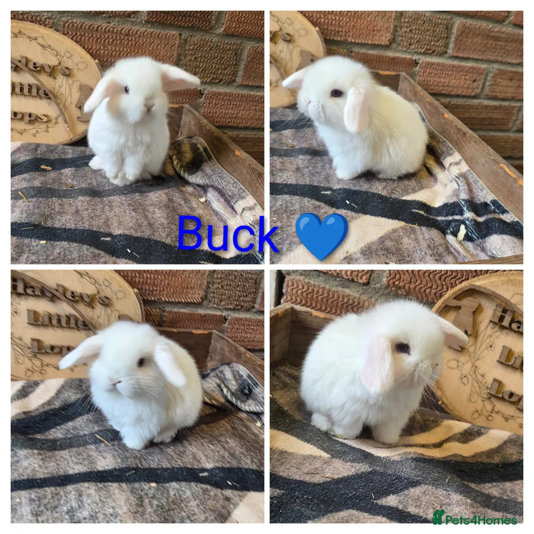 Mini Lop rabbits for sale: Gorgeous pure breed mini lops  - Advert 5