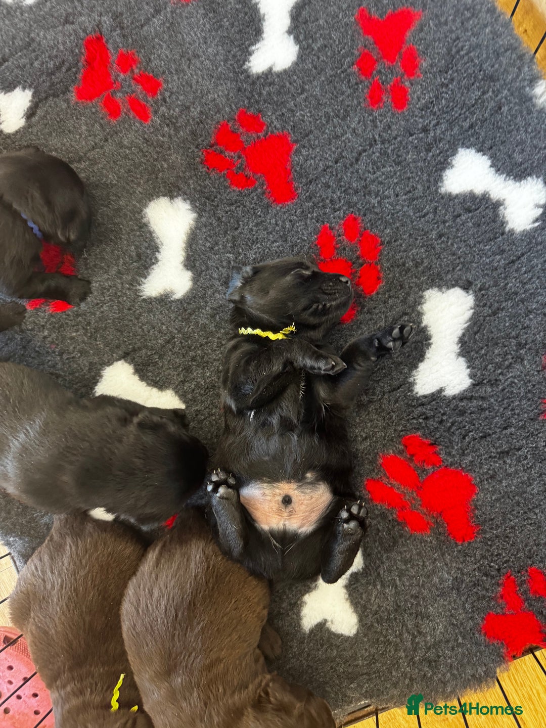 Labrador Retriever dogs for sale: 🤎🖤Outstanding Show Type Labradors🖤🤎KC&fully HT - Image 11