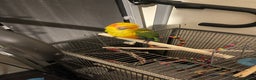 Conures birds for sale: Conure - Advert 1