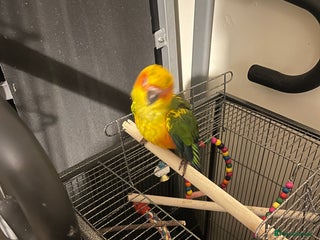 Conures birds Conure - Advert 1