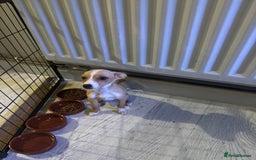 Mixed Breed dogs for sale: Dachshund crossed Jack Russell Chihuahua Puppies!  - Image 2
