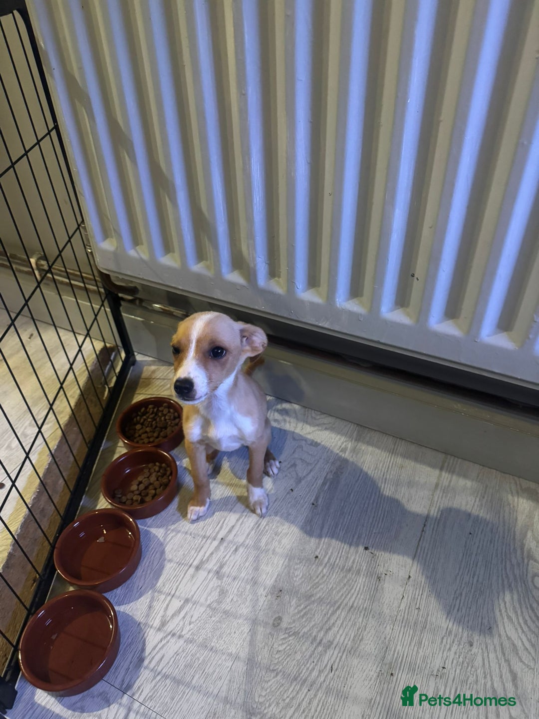 Mixed Breed dogs for sale: Dachshund crossed Jack Russell Chihuahua Puppies!  - Image 2