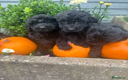 Cockapoo dogs for sale: F1 cockapoos girls  - Image 17