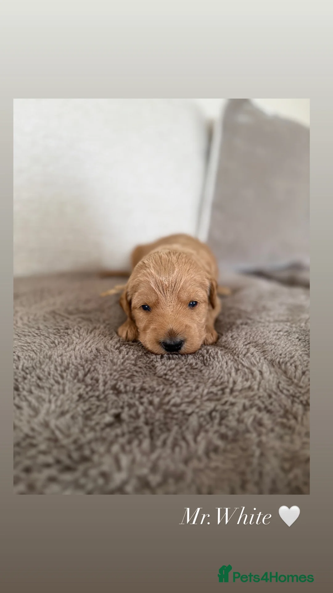 Australian Labradoodle dogs for sale: 🌟 Australian Labradoodle Puppies – 3 Weeks Old 🌟 - Advert 8