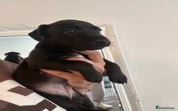 Patterdale Terrier dogs for sale: Patterdale pups  - Image 3