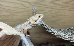 Bearded Dragon reptiles for sale: 12 Month male bearded dragon  - Image 14