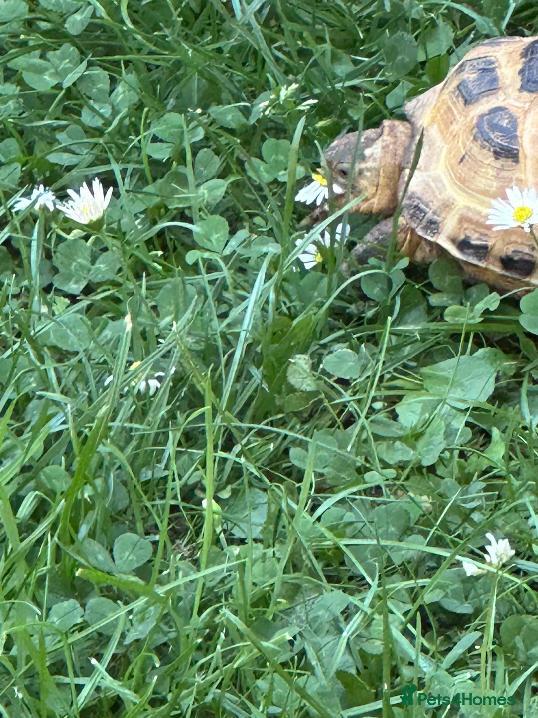 Hermann Tortoise reptiles for sale: 2 horsefield tortoises - Advert 6