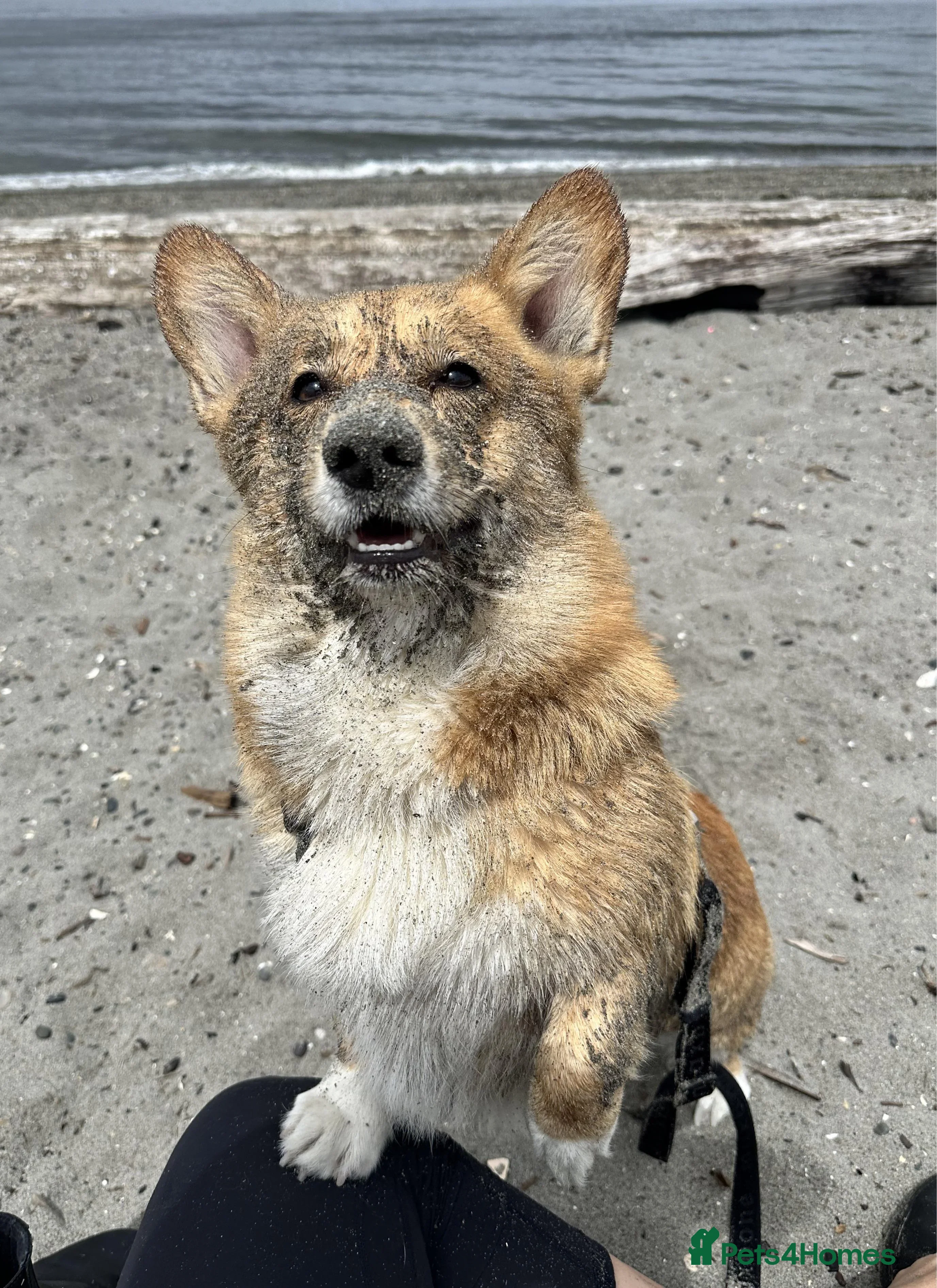 Welsh Corgi Pembroke dogs Seeking peaceful home and walks - Advert 1